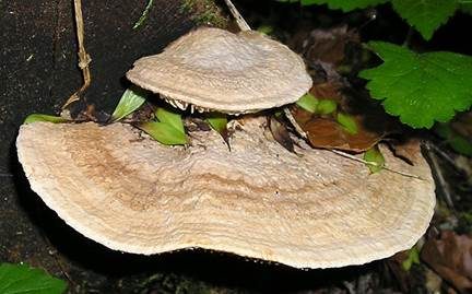 Eichenwirrling, Foto 3