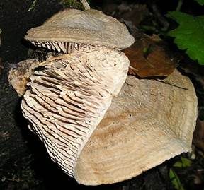 Eichenwirrling, Foto 4