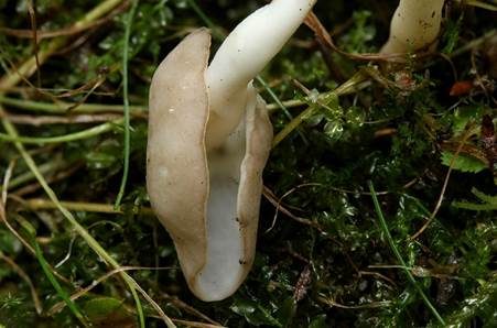 Elastische Lorchel, Foto 4