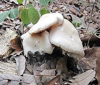 Elfenbeinweißer Frühlingsrötling, Foto 5