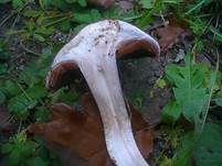 Erdigriechender Schleimkopf, Foto 20