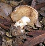 Erdigriechender Schleimkopf, Foto 23