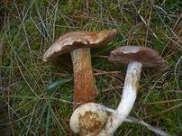 Erdigriechender Schleimkopf, Foto 11