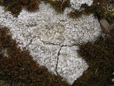 Ergossene Krustenflechte, Foto 4
