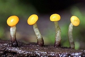 Abgestutztes Fadenscheibchen, Foto 1