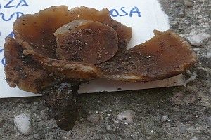 Falscher Blasen-Becherling, Foto 1