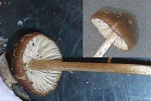 Faltiggerunzelter Wasserfuß, Foto 1