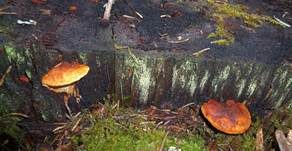 Fenchelporling, Foto 22