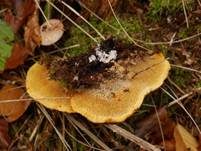 Fenchelporling, Foto 46