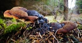 Fenchelporling, Foto 49