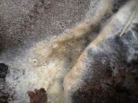 Feuerkissen, Foto 9
