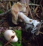 Aufgeblasener Schleierling, Foto 6