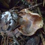 Aufgeblasener Schleierling, Foto 7