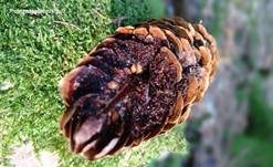 Fichtenzapfenrostpilz, Foto 7