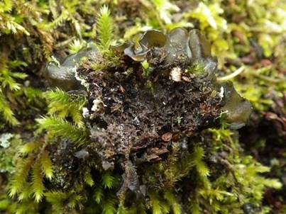 Filzige Gallertflechte, Foto 4