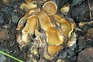 Aufgestulpter Becherling, Foto 1