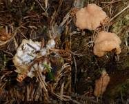 Fischeierschleimpilz, Foto 36