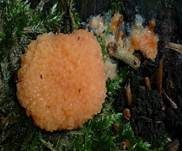 Fischeierschleimpilz, Foto 37