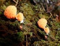 Fischeierschleimpilz, Foto 44