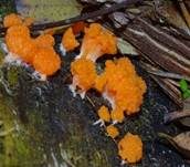 Fischeierschleimpilz, Foto 49