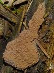 Fischeierschleimpilz, Foto 58