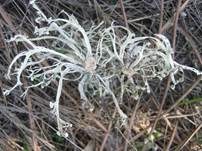 Flache Astflechte, Foto 4