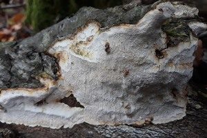 Flacher Porenschwamm, Foto 1