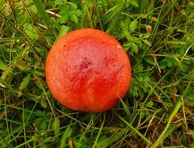 Flammstieltäubling, Foto 5