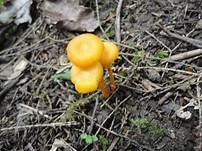 Flämmiger Saftling, Foto 6