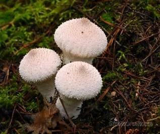Flaschenstäubling, Foto 5
