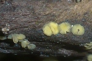 Flatteriges Weichbecherchen, Foto 1