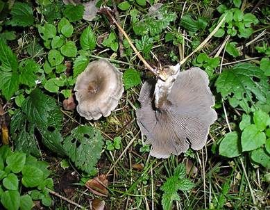 Fleckender Tellerling, Foto 4
