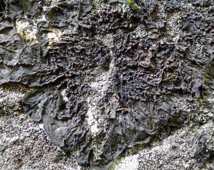 Fledermausflügel Flechte, Foto 3