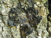 Fledermausflügel Flechte, Foto 12