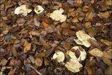 Fleischblasser Milchling, Foto 10