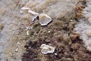 Fleischgrauer Knorpelporling, Foto 1