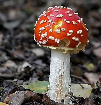 Fliegenpilz, Foto 4