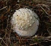 Fliegenpilz, Foto 47