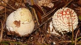Fliegenpilz, Foto 7