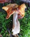 Fliegenpilz, Foto 62