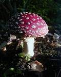 Fliegenpilz, Foto 10