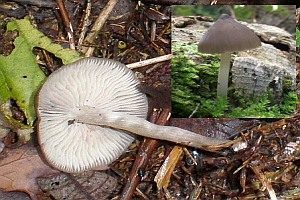 Flockenstieliger Wasserfuß, Foto 1