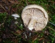 Flockiger Bitterling, Foto 4