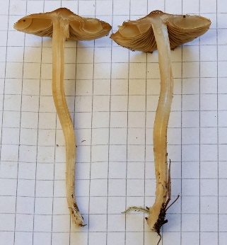 Flockiger Risspilz, Foto 4