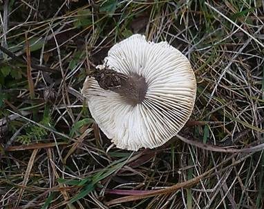 Friesscher Weichritterling, Foto 3