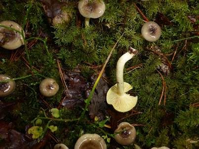 Frostschneckling, Foto 6