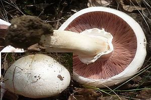Frühlingschampignon, Foto 1