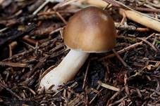 Frühlingsweichritterling, Foto 6